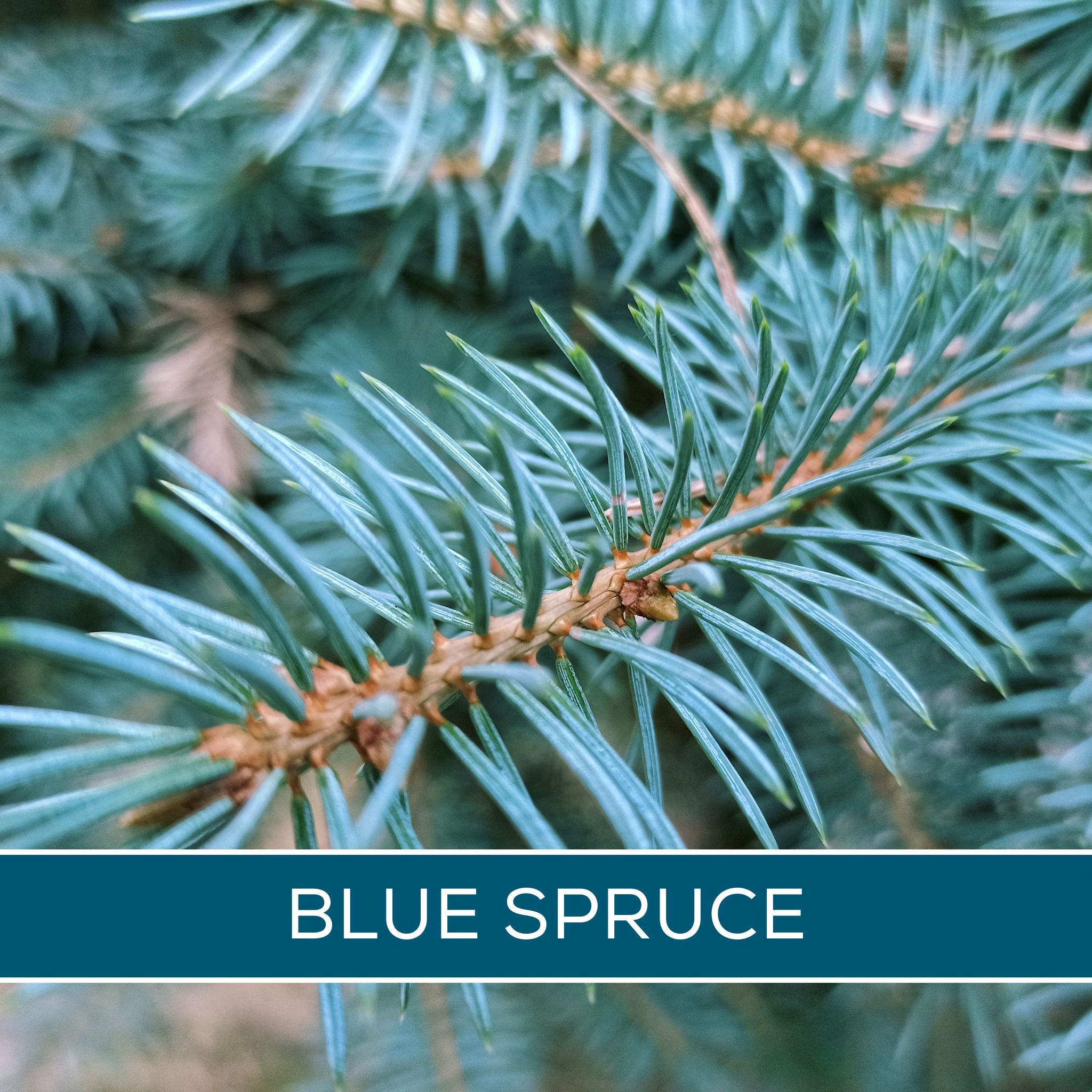BlueSpruce_1_8474da73-73c8-4d25-a844-4ff78e98f097