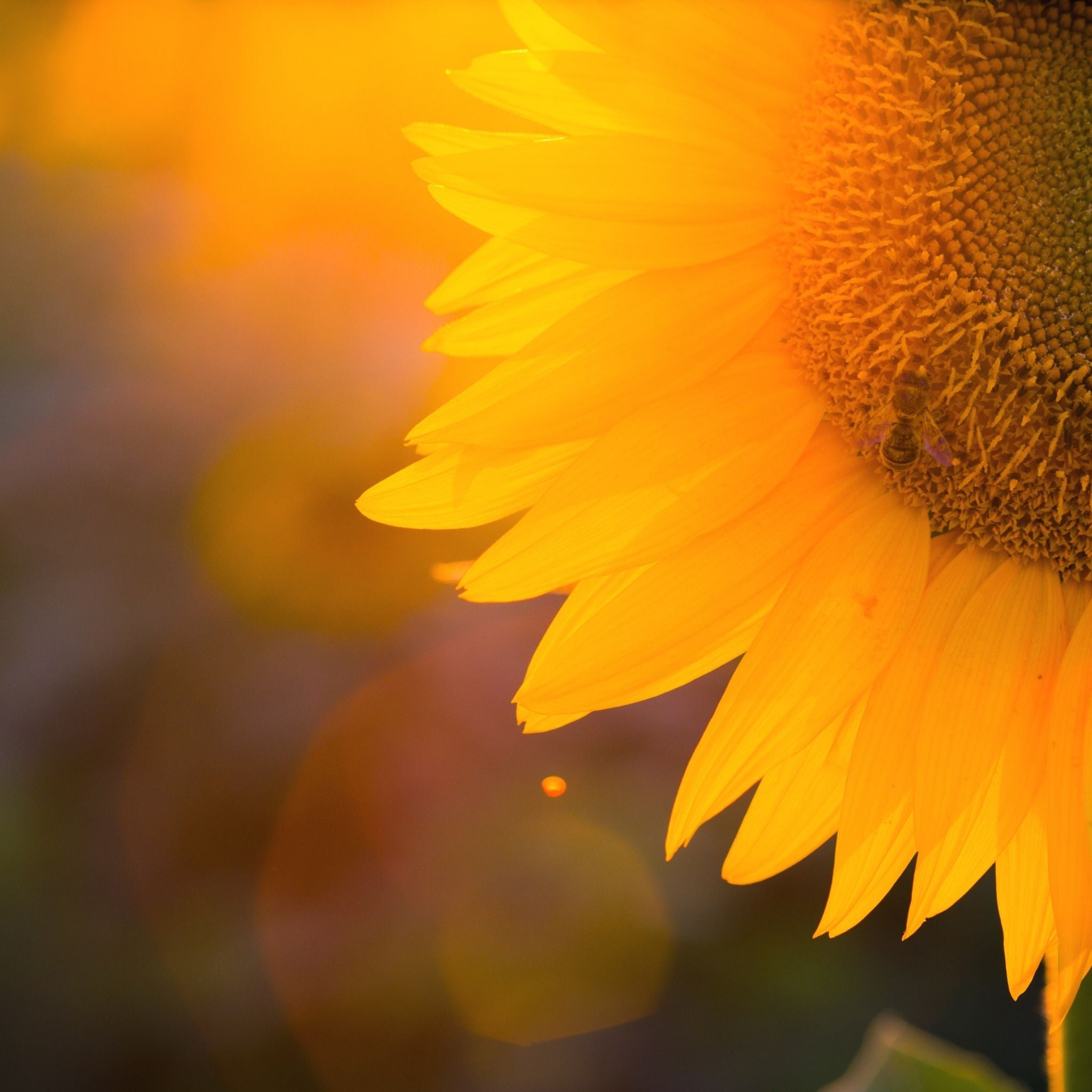 Solstice_140155f9-06c3-4875-af1f-ffb154e63cf5