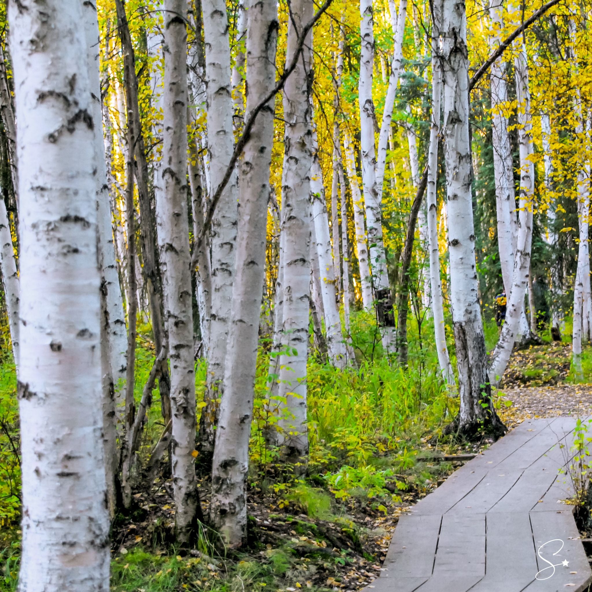 WhiteBirch_e95bb771-6c7d-4c04-b970-93e482c4b7f9